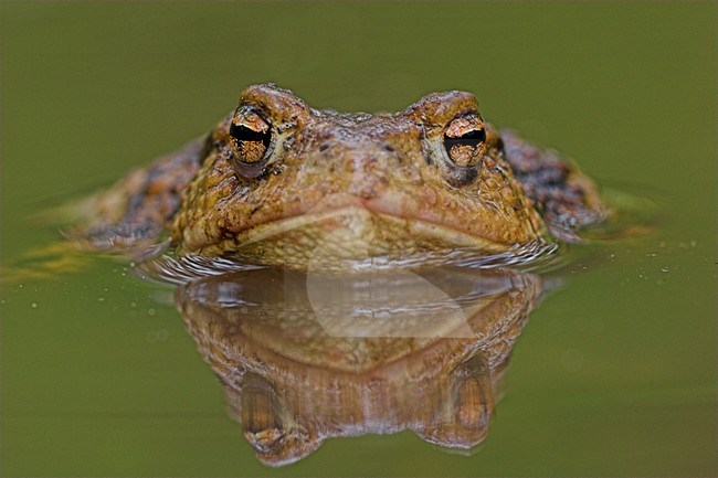 Gewone pad in water, Common Toad in water stock-image by Agami/Menno van Duijn,