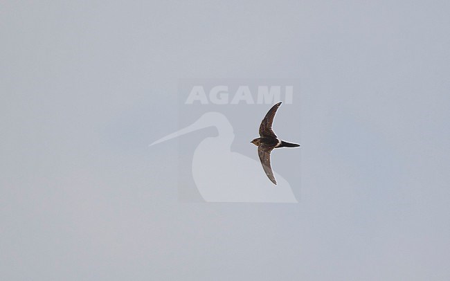 Cook's Swift (Apus cooki) in flight at Doi Angkang, Thailand stock-image by Agami/Helge Sorensen,