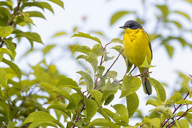 Male Grey-headed Wagtail (Motacilla flava thunbergi) during spring migration in Italy. stock-image by Agami/Daniele Occhiato,