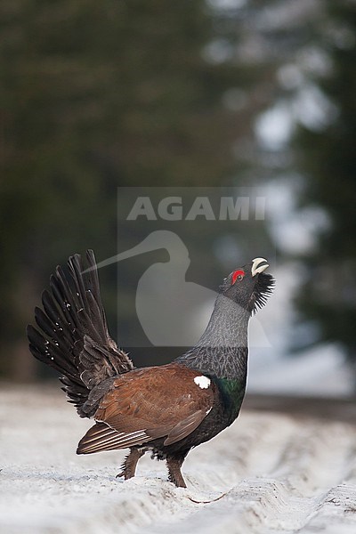 Western Capercaillie - Auerhuhn - Tetrao urogallus ssp. crassirostris, Germany, adult male, displaying stock-image by Agami/Ralph Martin,