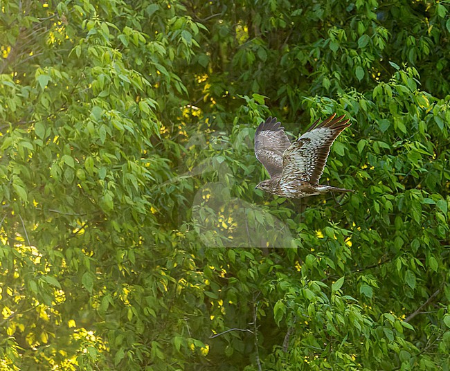 Common Buzzard (Buteo buteo) flying in front of forest edge in the early morning. stock-image by Agami/Marc Guyt,