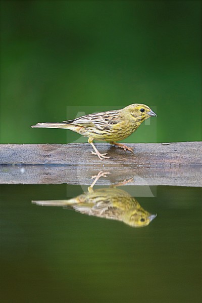 manual updated stock-image by Agami/Marc Guyt,