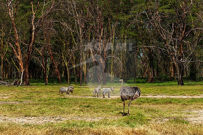 An Ostrich, Struthio camelus, and Plains zebra, Equus quagga, at Lake Nakuru National Park. Lake Nakuru National Park, Kenya, Africa. stock-image by Agami/Sergio Pitamitz,