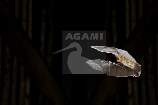 Grootoorvleermuis in de vlucht; Brown Long-eared Bat in flight stock-image by Agami/Theo Douma,