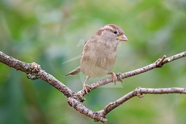 Huismus vrouwtje zittend op tak Nederland, House Sparrow female perched at branch Netherlands stock-image by Agami/Wil Leurs,