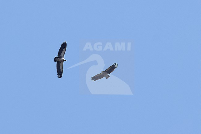 adult and Immature Himalayan vulture (Gyps himalayensis) in flight, found in Mongolia, Yolinam stock-image by Agami/Mathias Putze,