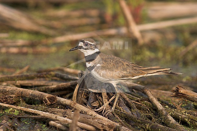 Killdeer (Charadrius vociferus) in Victoria, BC, Canada. stock-image by Agami/Glenn Bartley,