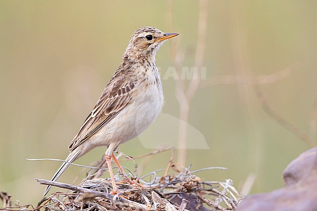 African Pipit (Anthus cinnamomeus), side view of an adult standing on the ground, Western Cape, South Africa stock-image by Agami/Saverio Gatto,