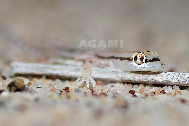 Sharqiyah sand gecko (Trigonodactylus sharqiyahensis) taken the 23/02/2023 at Sharqiyah - Oman. stock-image by Agami/Nicolas Bastide,