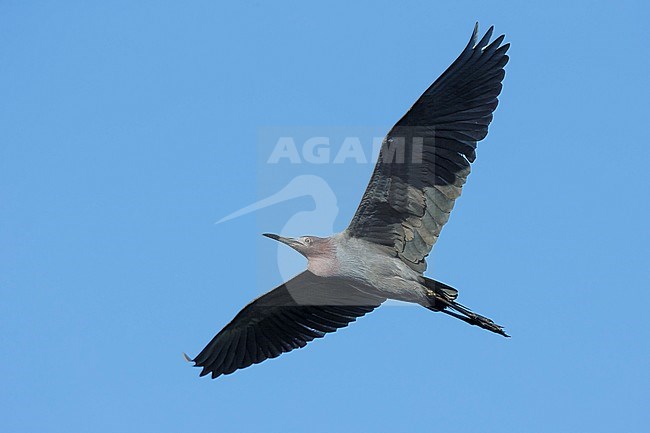 Adult Little Blue Heron (Egretta caerulea) in flight at Galveston Co., Texas, USA. stock-image by Agami/Brian E Small,