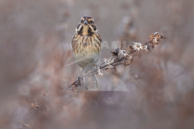 Common Reed Bunting (Emberiza schoeniclus) in Italy. stock-image by Agami/Daniele Occhiato,
