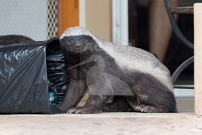 Honey Badger (Mellivora capensis), adult looking for food in a garbage bin, Mpumalanga, South Africa stock-image by Agami/Saverio Gatto,