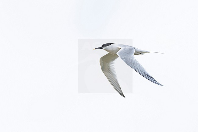 Adult Sandwich tern (Thalasseus sandvicensis) in flight, found at Texl in the Netherlands stock-image by Agami/Mathias Putze,