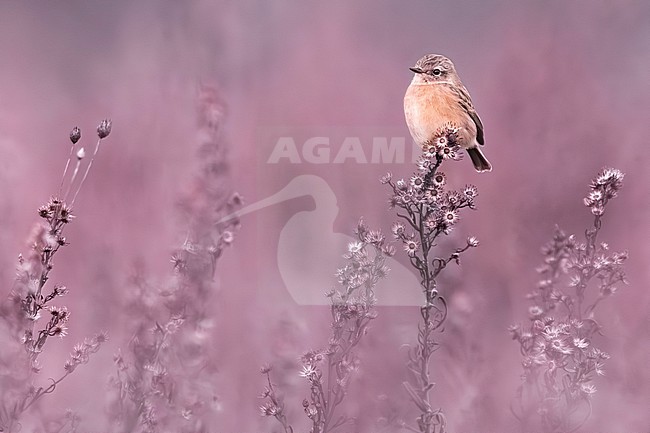 European Stonechat (Saxicola rubicola) in Italy. stock-image by Agami/Daniele Occhiato,