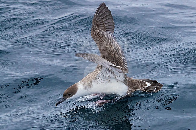 Great Shearwater (Ardenna gravis), adult landing on the sea, Western Cape, South Africa stock-image by Agami/Saverio Gatto,