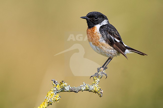 Male European Stonechat, Saxicola rubicola, in Italy. stock-image by Agami/Daniele Occhiato,