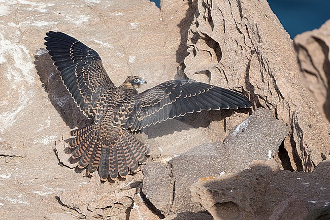 Eleonora's Falcon (Falco eleonorae), juvenile spreading its wings on a rock stock-image by Agami/Saverio Gatto,