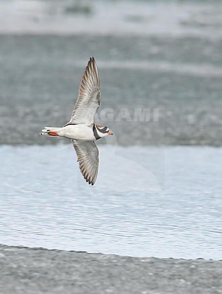 Bontbekplevier in vlucht; Ringed Plover in flight stock-image by Agami/Markus Varesvuo,