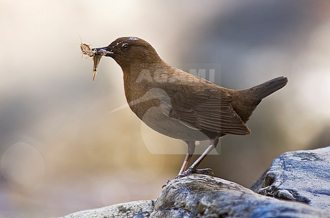 Brown Dipper (Cinclus pallasii) perched on a rock with food in its beak. stock-image by Agami/Marc Guyt,