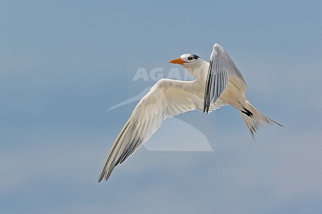 West African Royal Tern (Thalasseus albididorsalis) in Angola. stock-image by Agami/Pete Morris,