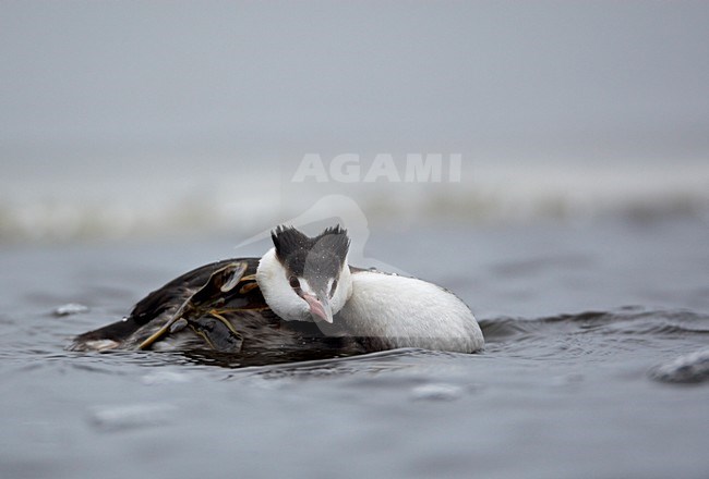 Fuut in winterkleed; Great Crested Grebe in winter plumage stock-image by Agami/Markus Varesvuo,