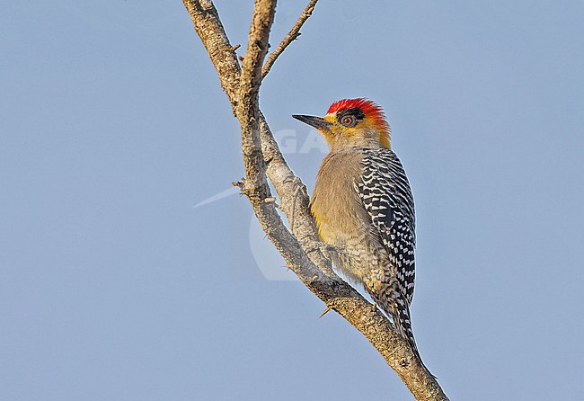 Golden-cheeked Woodpecker (Melanerpes chrysogenys) in Western Mexico. stock-image by Agami/Pete Morris,