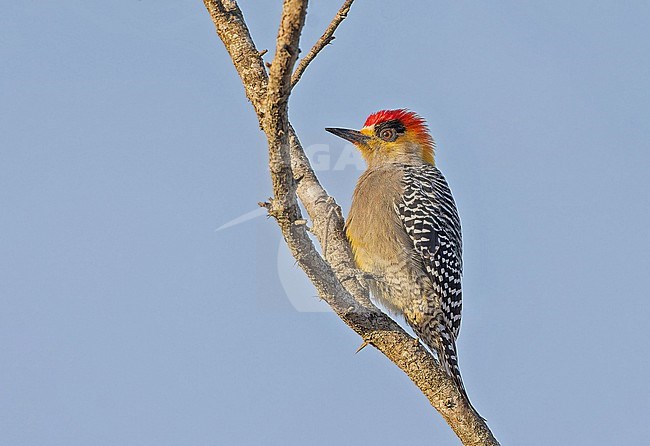 Golden-cheeked Woodpecker (Melanerpes chrysogenys) in Western Mexico. stock-image by Agami/Pete Morris,