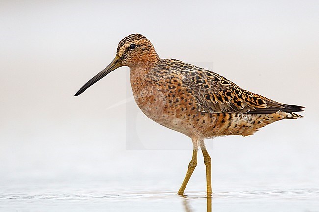 Adult breeding
Galveston Co., TX
April 2012 stock-image by Agami/Brian E Small,