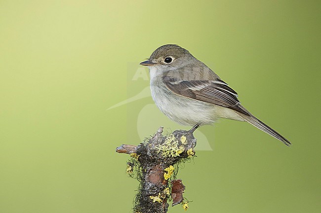 Adult Least Flycatcher (Empidonax minimus) perched on a branch in a forest near Kamloops, British Columbia in Canada. stock-image by Agami/Brian E Small,