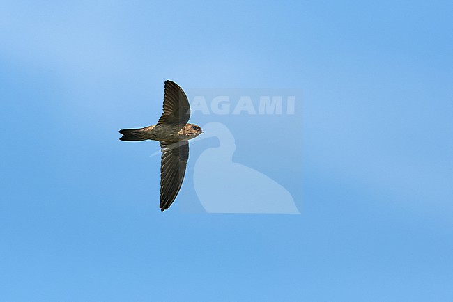 Edible-nest Swiftlet (Aerodramus fuciphagus) flying against a blue sky as a background, Malaysia stock-image by Agami/Tomas Grim,