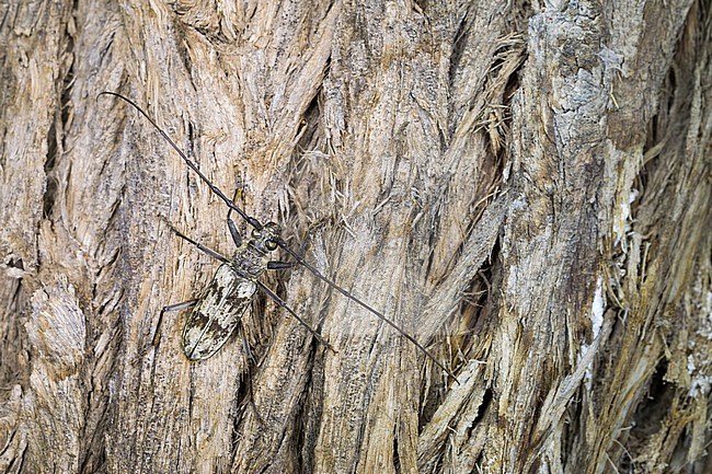 City Long-horn Beetle (Aeolesthes sarta) in forest in Tajikistan. Sitting on the bark of an old tree. stock-image by Agami/Ralph Martin,