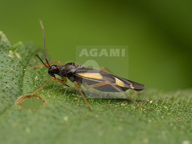 Imago of the striking Dryophilocoris flavoquadrimaculatus stock-image by Agami/Arnold Meijer,