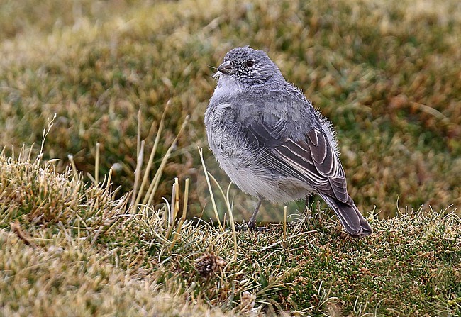 Immature White-throated sierra finch (Idiopsar erythronotus) in Chile. stock-image by Agami/Dani Lopez-Velasco,
