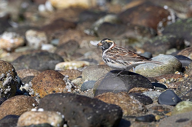 A beautifull male Lapland Longspur in near breeding plumage takes a rest during its migration on the rock strewn beach of Roberts Creek along the Sunshine Coast, Biritish Colombia, Canada. stock-image by Agami/Jacob Garvelink,