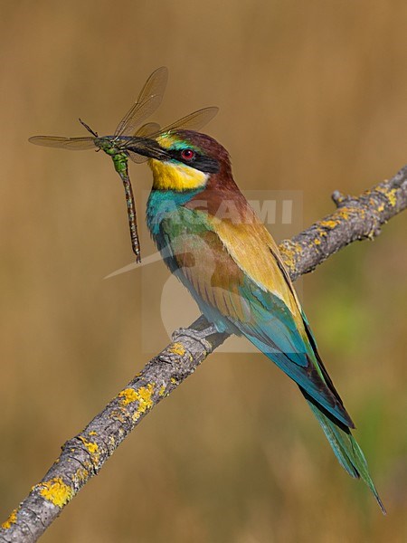 Bijeneter met prooi, European Bee-eater with prey stock-image by Agami/Daniele Occhiato,