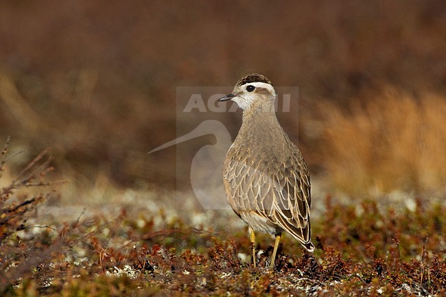 Volwassen vrouwtje Morinelplevier in broedgebied; Adult female Eurasian Dotterel on breeding ground stock-image by Agami/Daniele Occhiato,