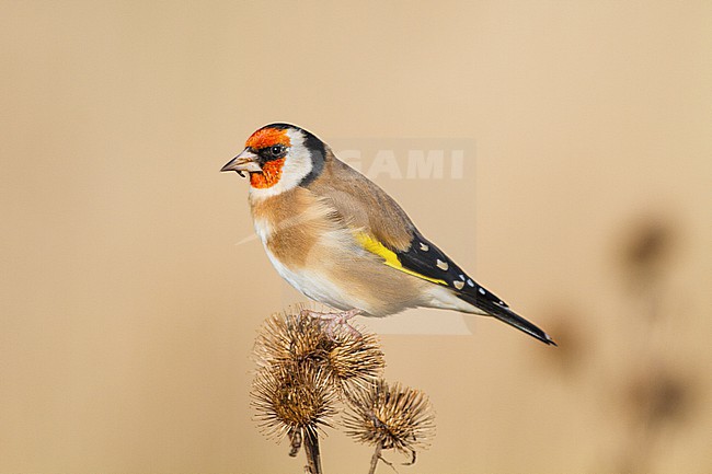 European Goldfinch, Putter, Carduelis carduelis feeding on Burdock stock-image by Agami/Menno van Duijn,