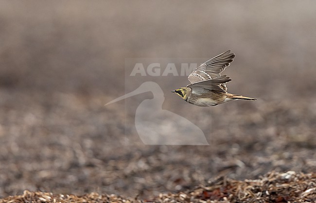 Horned Lark (Eremophila alpestris ssp.flava) in flight at a beach in Vedbæk, Denmark stock-image by Agami/Helge Sorensen,
