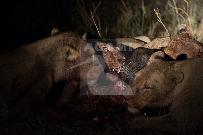 Lions, Panthera leo, feeding on a wildebeest carcass at night. Okavango Delta, Botswana. stock-image by Agami/Sergio Pitamitz,