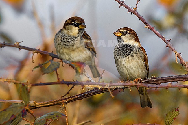 Male Italian Sparrow (Passer italiae) in Italy. stock-image by Agami/Daniele Occhiato,