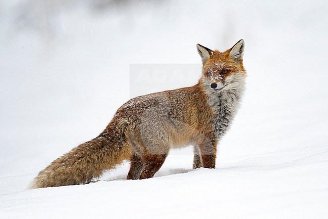 Red Fox, Vulpes vulpes, in the snow in Poland. stock-image by Agami/Han Bouwmeester,