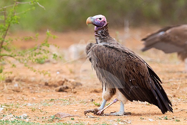 Lappet-faced vulture (Torgos tracheliotos), side view of an adult standing on the ground with a bone in its feet, Mpumalanga, South Africa stock-image by Agami/Saverio Gatto,