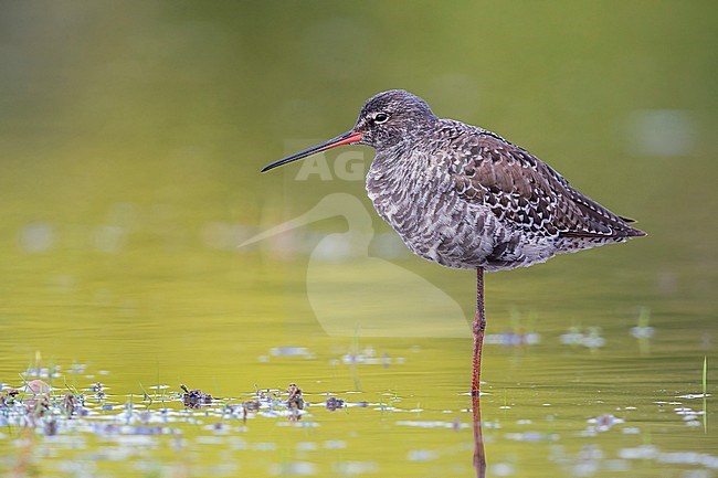 Spotted Redshank, Standing in the water, Campania, Italy (Tringa erythropus) stock-image by Agami/Saverio Gatto,