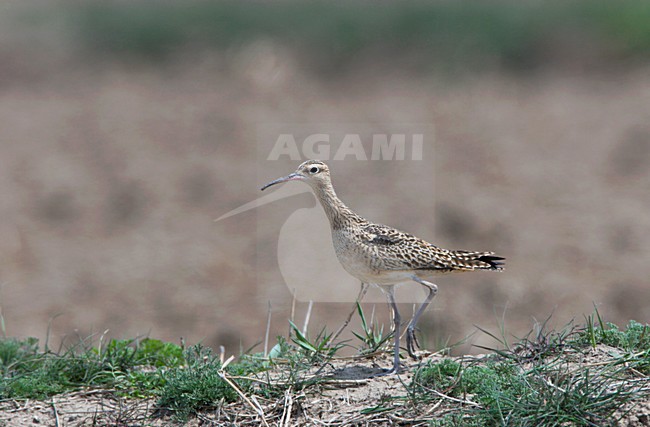Kleine Regenwulp in akker; Little Wimbrel in farmland stock-image by Agami/Ran Schols,