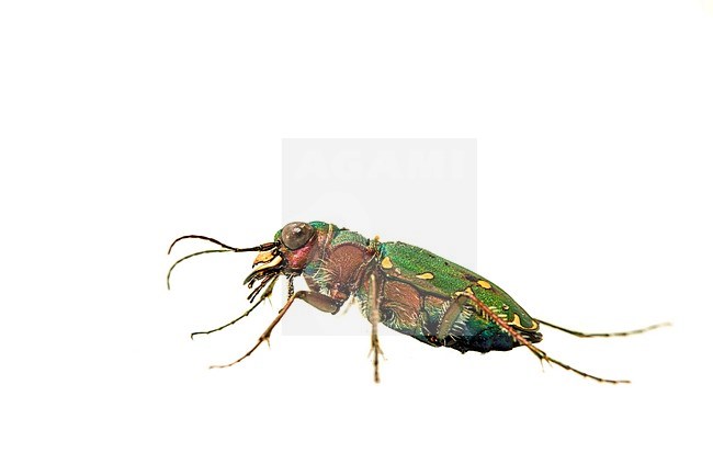 Green tiger beetle Cicindela campestris stock-image by Agami/Wil Leurs,