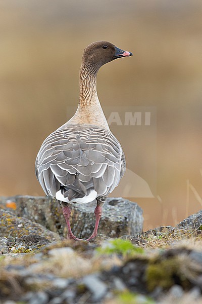 Pink-footed Goose (Anser brachyrhynchus), adult standing on the ground seen from the back, Northwestern Region, Iceland stock-image by Agami/Saverio Gatto,