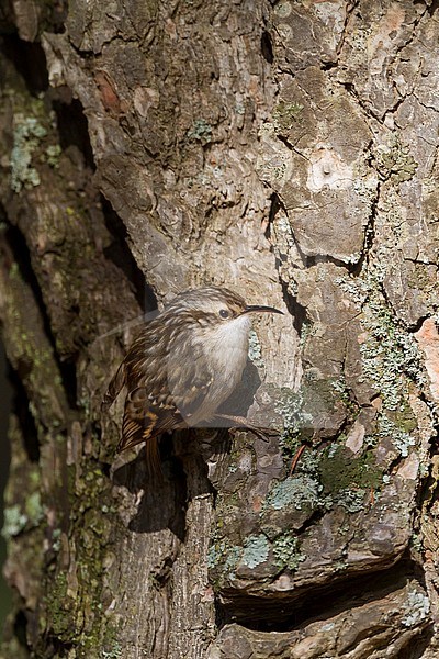 Short-toed Treecreeper - Gartenbaumläufer - Certhia brachydactyla ssp. mauritanica, Morocco stock-image by Agami/Ralph Martin,