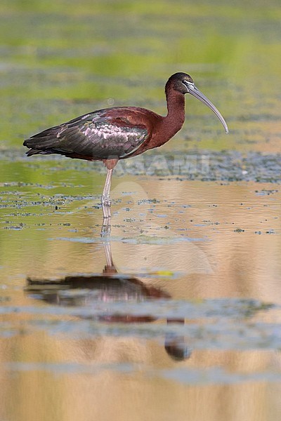 Glossy Ibis (Plegadis falcinellus), adult standing in the water at sunset stock-image by Agami/Saverio Gatto,