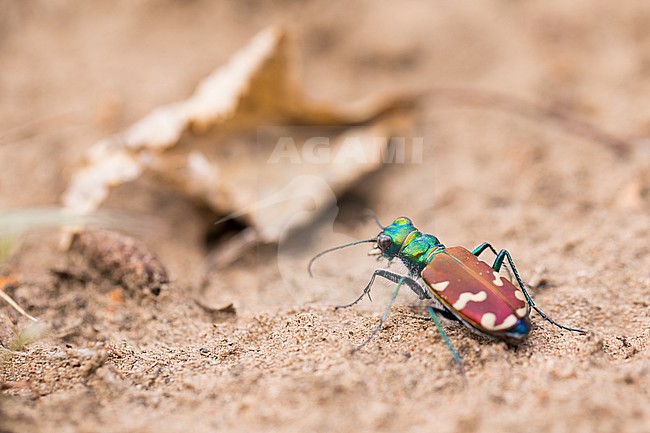 Cicindela nitida, Russia (Baikal), imago stock-image by Agami/Ralph Martin,