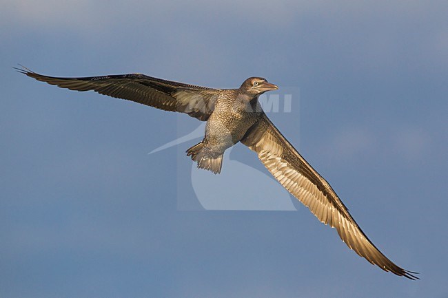 Jan-van-Gent; Northern Gannet; Sula bassana; Morus bassanus stock-image by Agami/Daniele Occhiato,